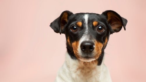 Florida dog liability insurance / canine liability insurance